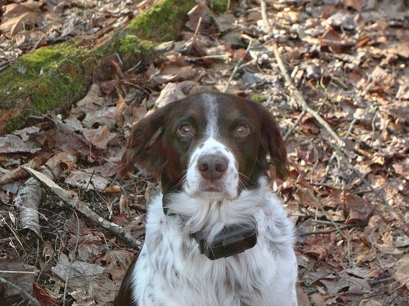 DSC00528.JPG - He just loved being out in the woods.