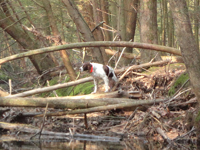 DSC00572.jpg -                                Out on the log