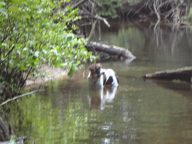 DSC01102.jpg -                                Remy trying his best to ruin a fishing spot.