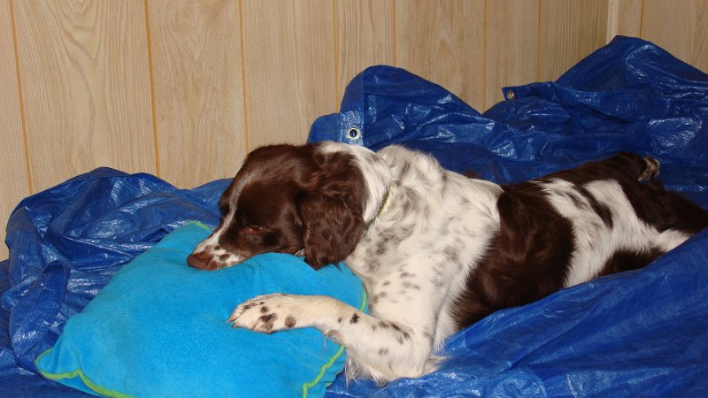 DSC01437.JPG - Remy and the Hulk...his girl friend but we know it was just a pillow.