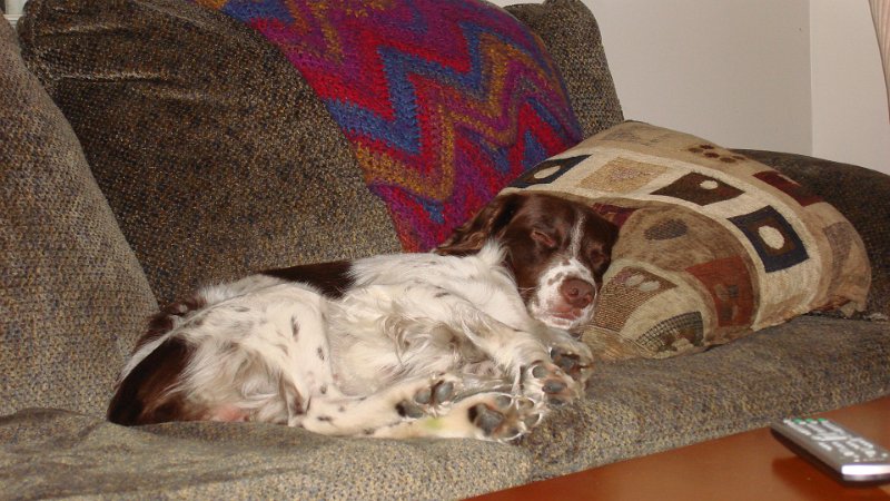 DSC01488.JPG - He knows how to relax!