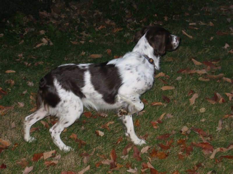 IMG_0033.JPG - He grew into a quality companion.
