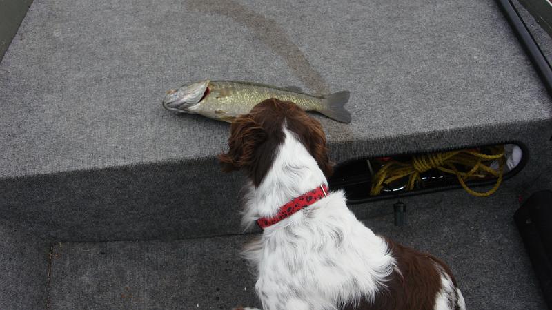 Remy2.JPG - Checking out a bass on the boat.