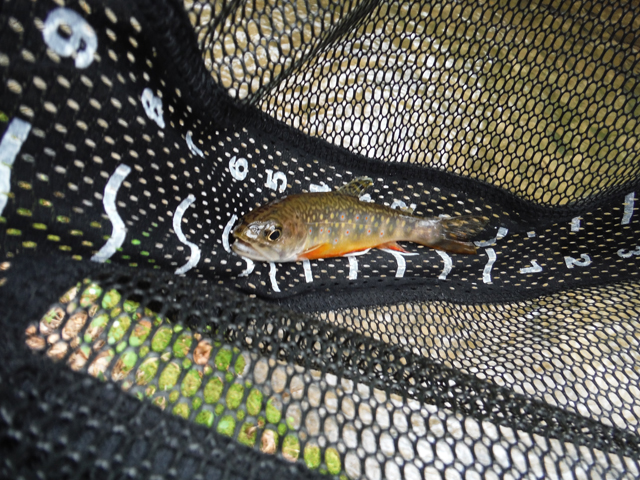 DSCF9271.jpg