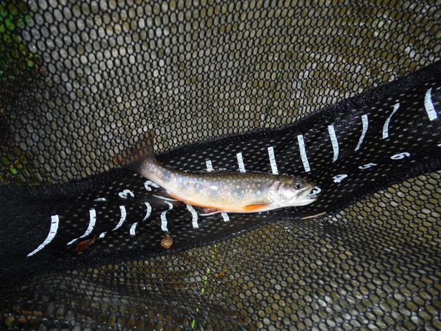 DSCF9273.jpg