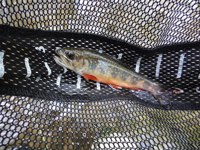 DSCF9330.jpg - Check the fins and belly on this one.  Stocked trout dont look like this!
