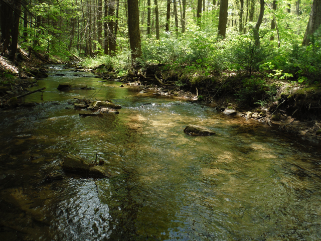 DSCF9332.jpg - Every riffle seemed to hold fish. And, the canopy sure helps to keep the water cool.