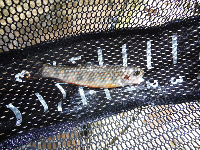 DSCF9333.jpg - Another 5 inch fish for Ed.