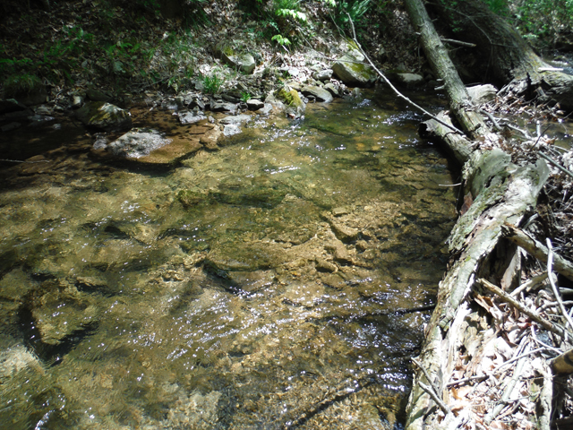 DSCF9334.jpg - Sometimes you just can't cast.  If you can stay hidden, just dropping a fly from the rod tip will get a fish.