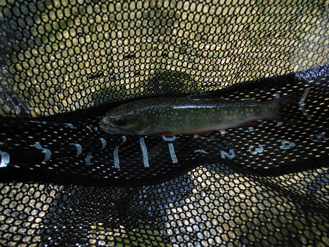DSCF9336.jpg - This was a really pretty fish..yellow and red dots but the camera just didn't do the job.