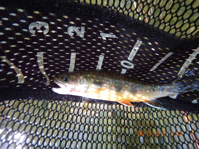 DSCN1260.jpg - I caught my share too.  This was my first 5 incher.                               