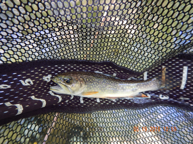 DSCN1262.jpg -                                This fish was just about 8 inches.  Big head, slim body.