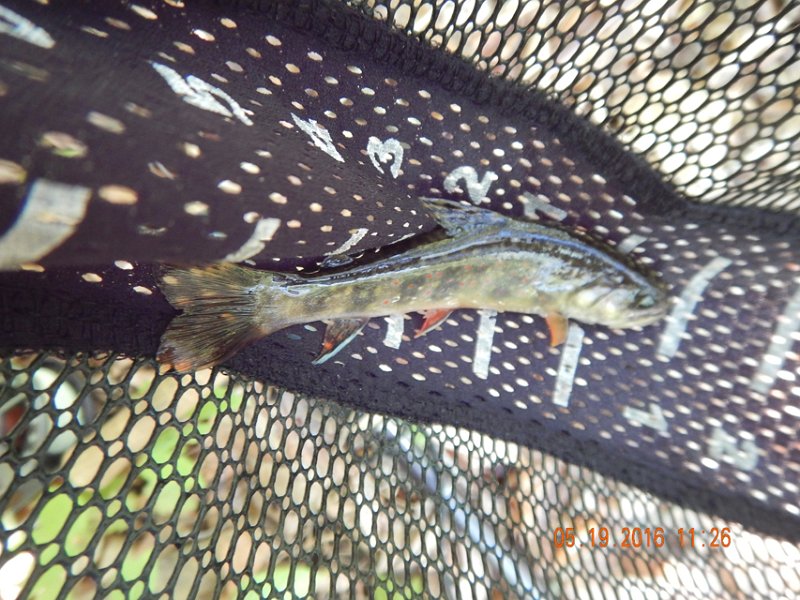 DSCN1268.jpg -                         Check the monster tail on this brookie!       