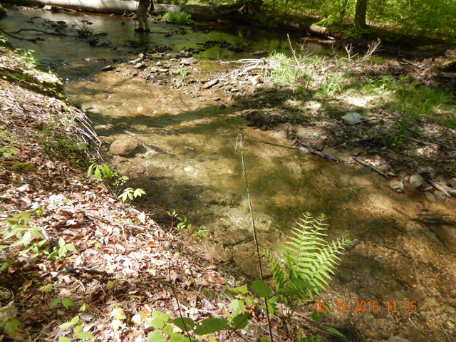 DSCN1270.jpg -                                Little areas where the stream split still held fish.  Think I missed about a half dozen from this run alone.