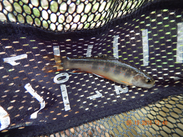 DSCN1272.jpg -                                Red tails were common place.