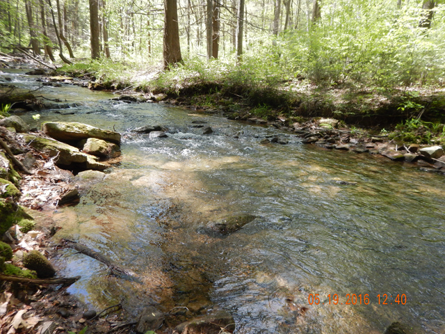 DSCN1273.jpg -                            Doesn't get much better than this for wild trout.    