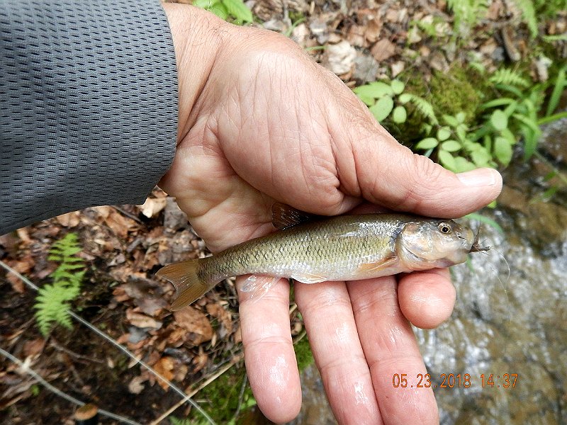 DSCN3235.jpg - The photo array would not be complete without showing a chub or two.  We both caught our share of these on nymphs and dries.