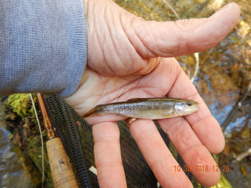 $Shaeffer012$.jpg - But, did I mention that we got a few of these guys too!  Not exactly what we were after but, a fish is a fish.