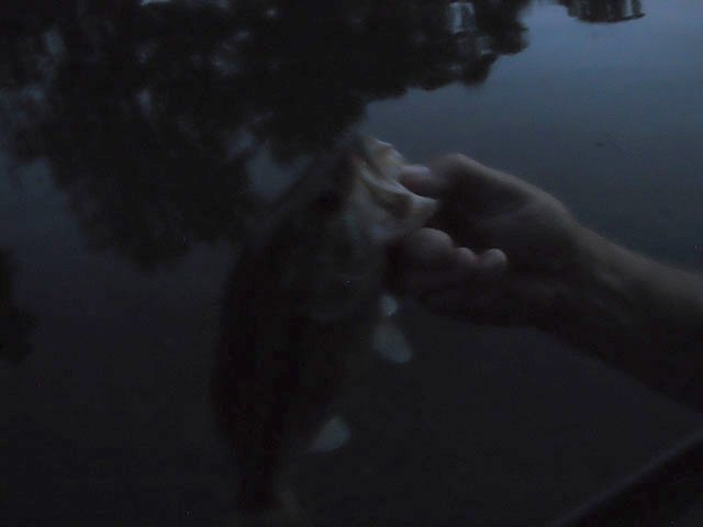 DSCF0160.jpg - Not a bad size large mouth for the ones we got.