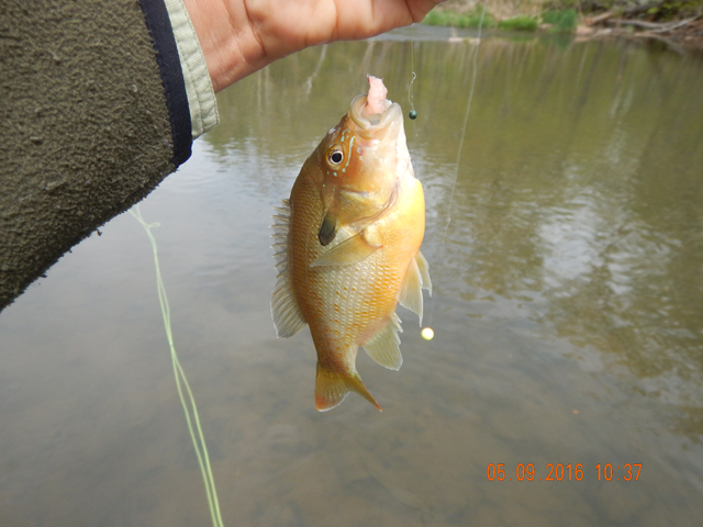 12.jpg -                                I suspect this is really a warm water fishery.  It looks as though this water will warm quickly in summer.  That theory was supported by the presence of sunnys and creek chubs of which I caught a few.