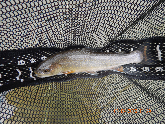 15.jpg -                                I too scored with a brookie or two.