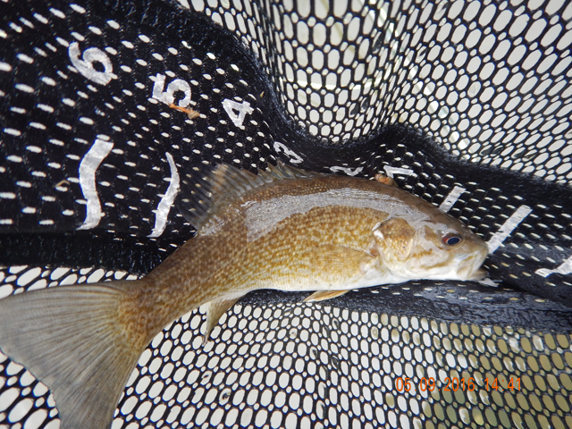 18.jpg -                                Oh, I got this red eye too.  Another sign of a warm water fishery.  The trout won't last long when the water warms.