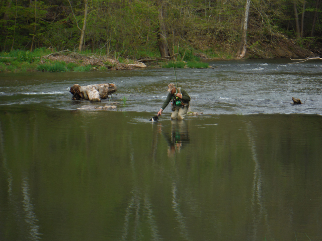 3.jpg - Bringing this on to the net. Even know these are all stocked trout, we still released them all unharmed.