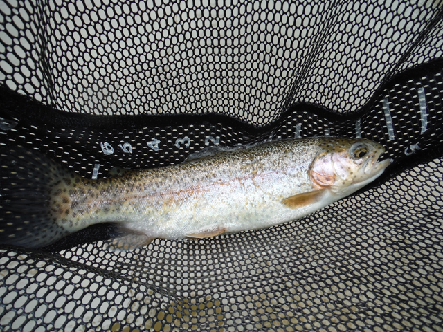 4.jpg - Ed got this one.  A fat Rainbow with little color.  A vast contrast to the natives we are accustomed to catching.