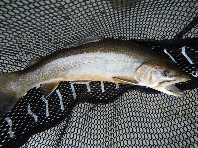 5.jpg - Ed got this brookie too!  Pretty fish and, if given some time, it will look even prettier.