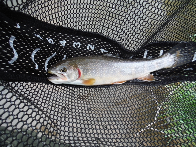 7.jpg - Ed seemed to have the most luck with brook trout.