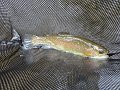 DSC00158001
