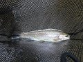 DSC00159001