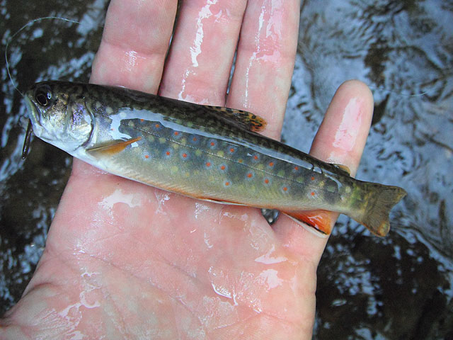 Another1forDave2.jpg - Another Brookie for Dave