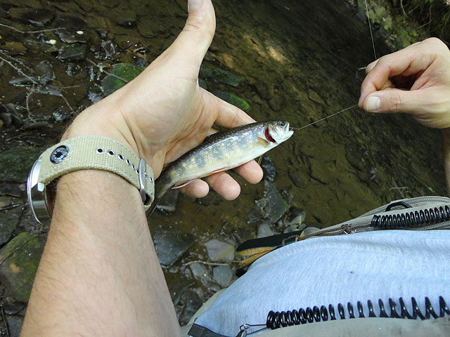 DSC00903.jpg -                                Dave with a nice Brookie