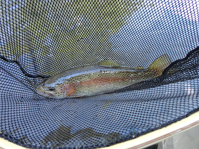 DSC00935.jpg -                                Johns Rainbow close up