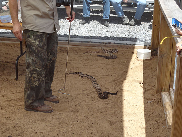 DSC00945.jpg -                                Snake Hunt