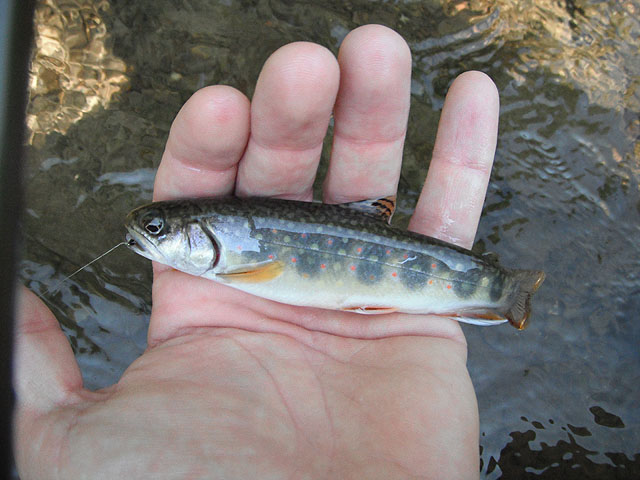 Dave12.jpg - Dave - Brookie 1 pic 2 