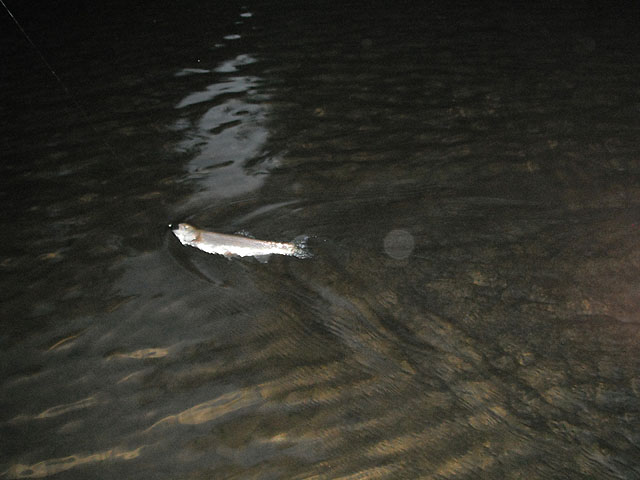 DaveRainbow1sttrout.jpg