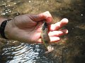 Anotherbrookie2