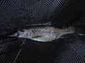 DSC00895