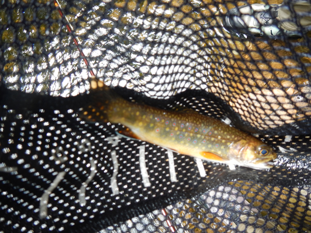 DSCN0157.jpg -                                This one came in at about 7 inches.  Not bad for wild trout.