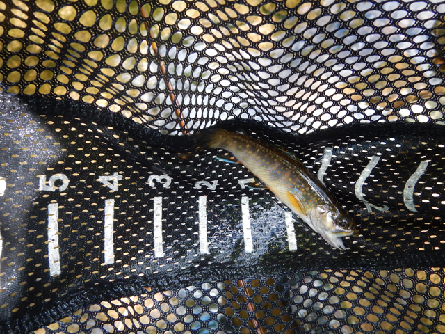 DSCN0159.jpg -                                A lot of the trout were of the small variety but there were some respectable ones.