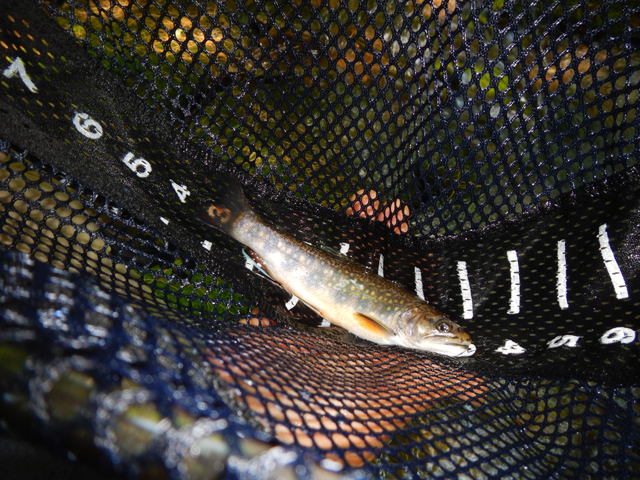 DSCN0184.jpg -                                Another brookie.
