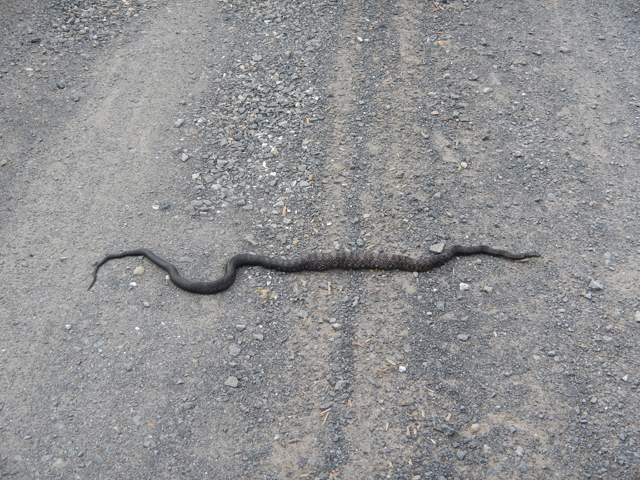 DSCN0201.jpg -                                Went to fish at Liedy and on the way found this water snake.  Looks like he just ate.  
