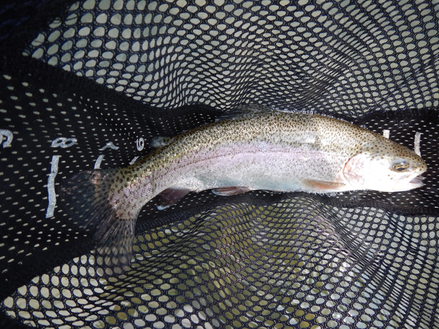 DSCN0207.jpg -                                I got another rainbow.