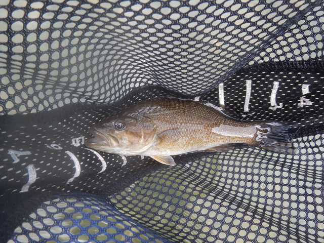 DSCN0211.jpg -                                I finished off the day with this little smallmouth.