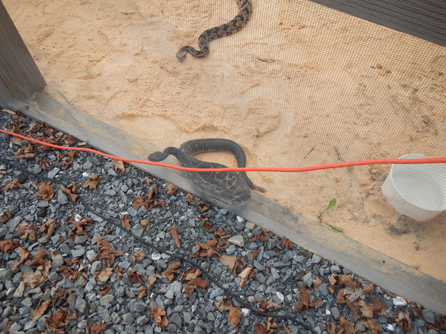 DSCN0228.jpg -                                There were some beautys crawling around the pen.