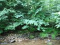DSCF0428