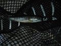 DSCF0441