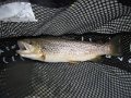 DSCF0464